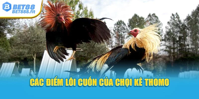 Các điểm lôi cuốn của chọi kê Thomo