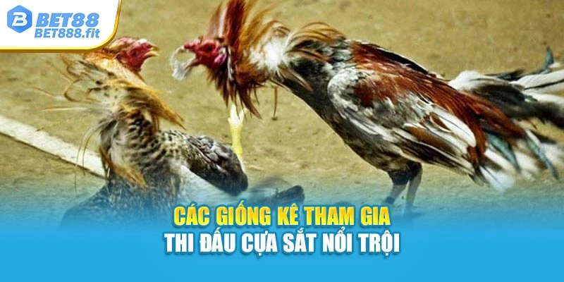 Các giống kê tham gia thi đấu cựa sắt nổi trội