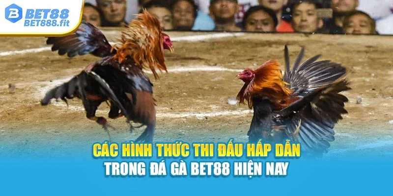 Các hình thức thi đấu hấp dẫn trong đá gà Bet88 hiện nay