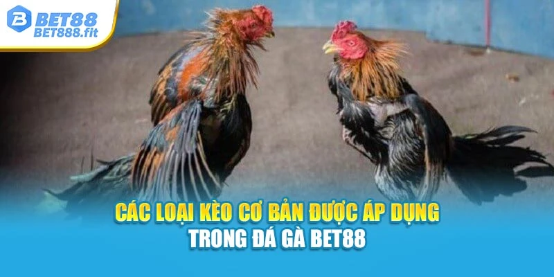 Các loại kèo cơ bản được áp dụng trong đá gà Bet88