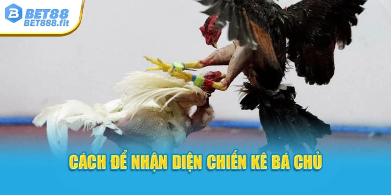 Cách để nhận diện chiến kê bá chủ