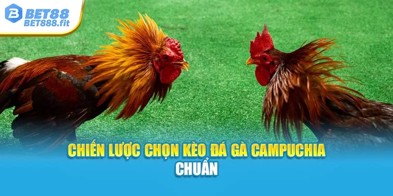 Chiến lược chọn kèo đá gà Campuchia chuẩn