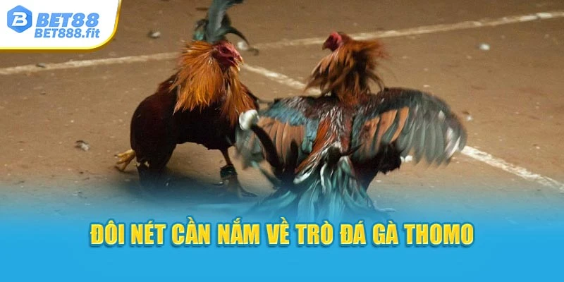 Đôi nét cần nắm về trò đá gà Thomo