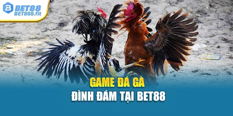Game đá gà đình đám tại Bet88