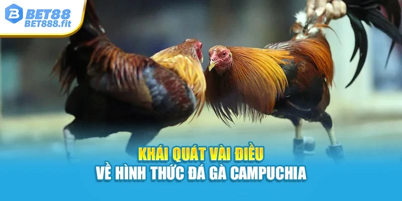 Khái quát vài điều về hình thức đá gà Campuchia