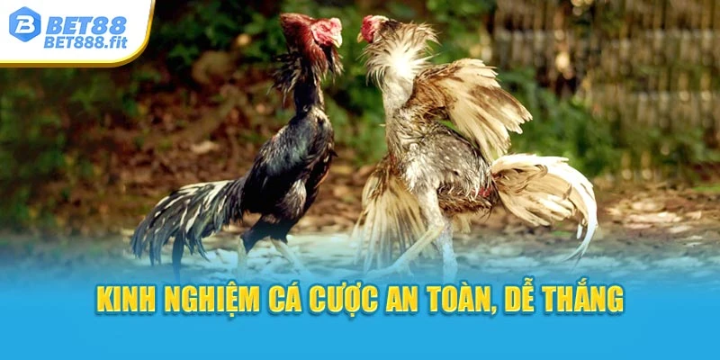 Kinh nghiệm cá cược an toàn, dễ thắng