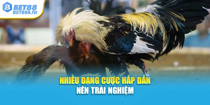 Nhiều dạng cược hấp dẫn nên trải nghiệm